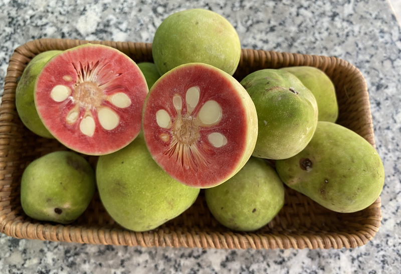 Quả chay có tác dụng gì? Công dụng của quả chay và cách dùng đúng, an toàn